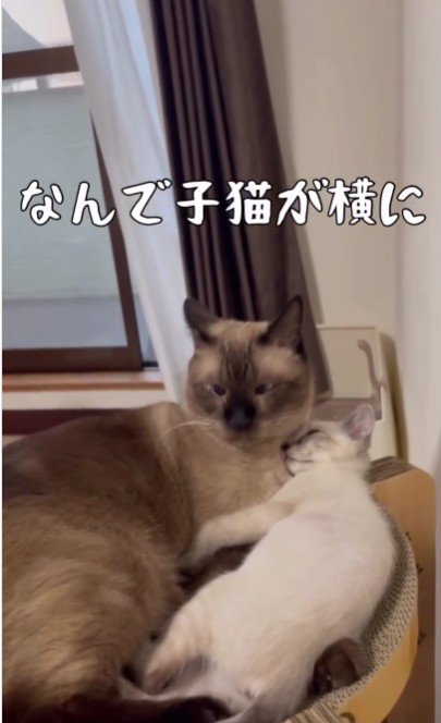 添い寝をしている大人の猫と子猫