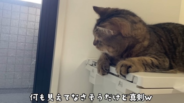 外を覗き込む猫さん