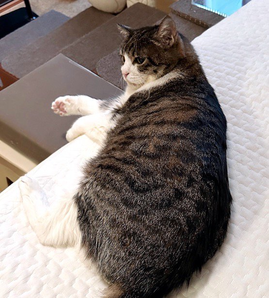 ベッドに横たわる猫