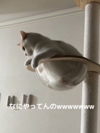 驚いて呆然とする猫