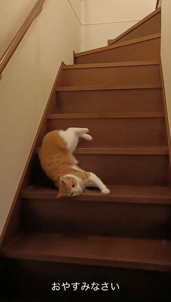 流れ落ちる猫(2)・下段