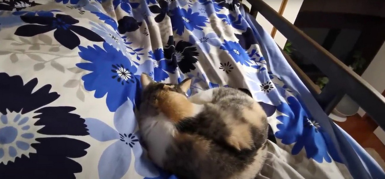 ベッドで寝ている猫