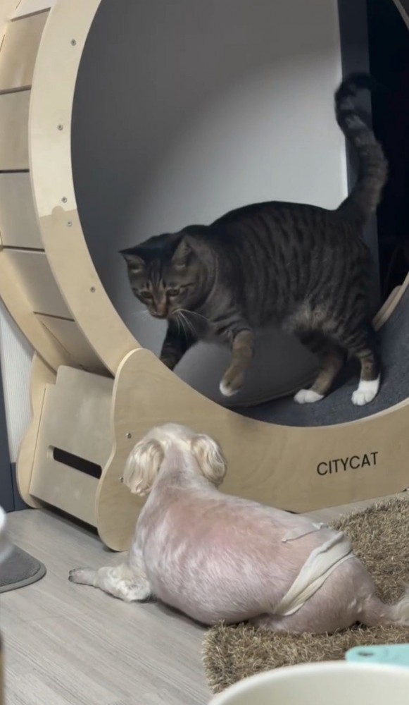 左手を伸ばす猫