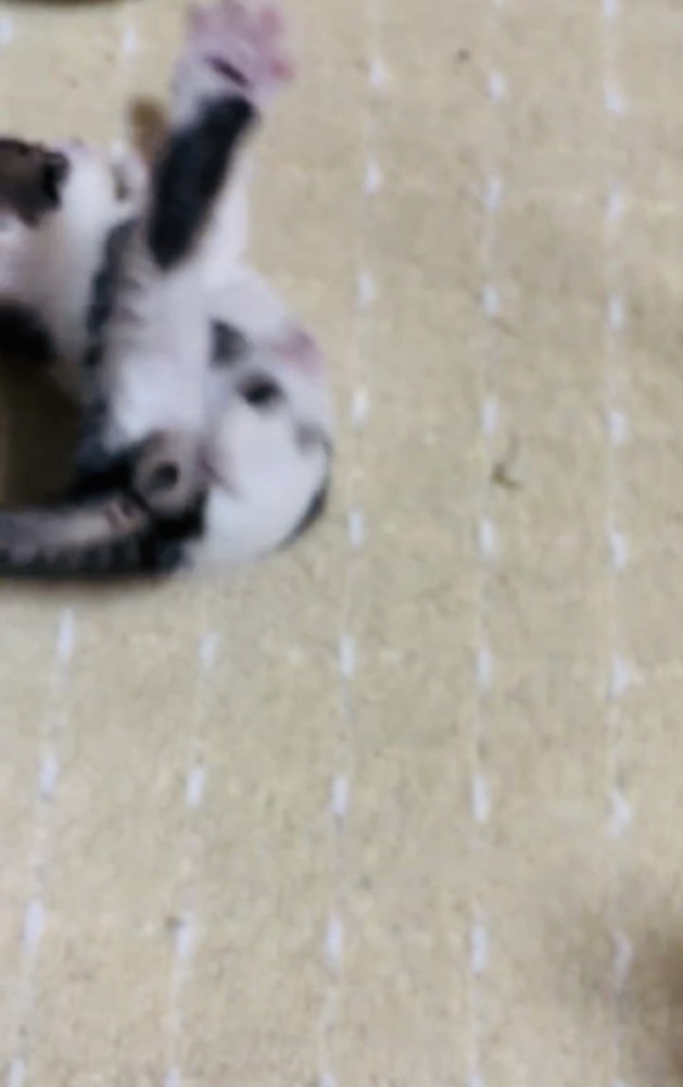 バランスを崩し転ぶ子猫