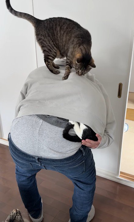 飼い主の背中に乗った2匹の猫