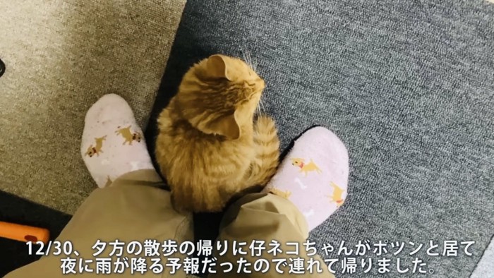 パパの足の間に座る仔猫