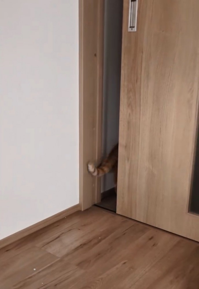 ドアの向こうへ歩いていく猫