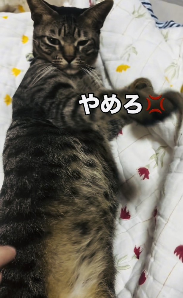 お腹をつつかれて怒るキジトラ猫