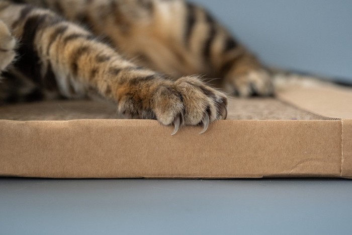 爪とぎ器と猫の前足