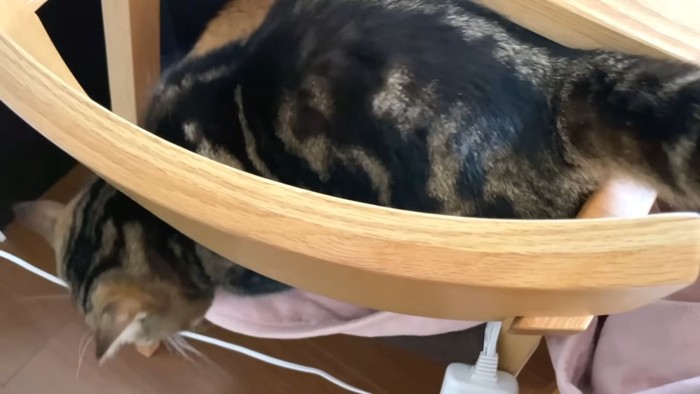 キジ柄マンチカンの背中