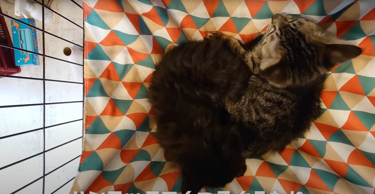 ハンモックでくつろぐ2匹の猫