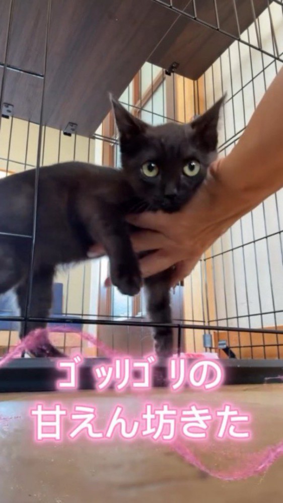 開いているケージの入り口から外に出ようとする黒猫の子猫