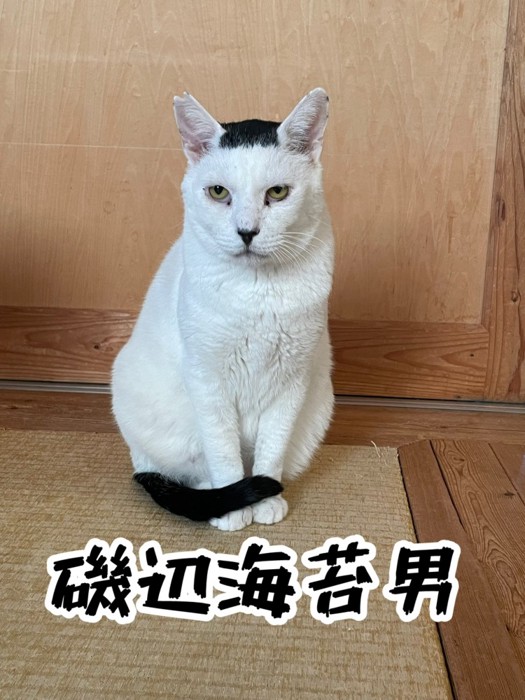 目を開いて座る猫