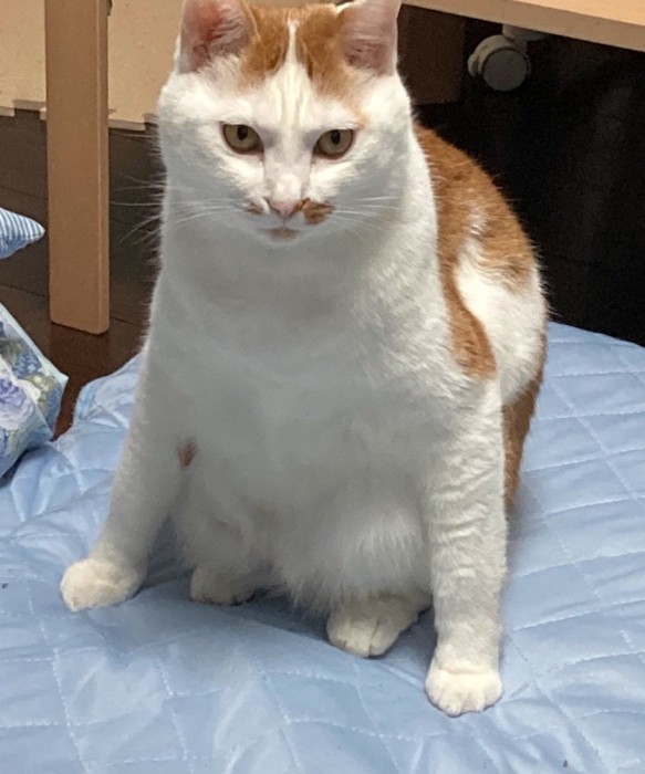 キリッとした顔立ちの猫