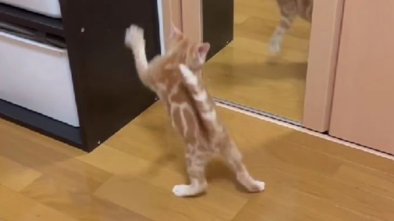 驚く猫