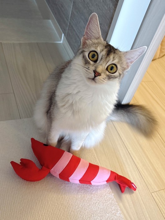 見上げる猫
