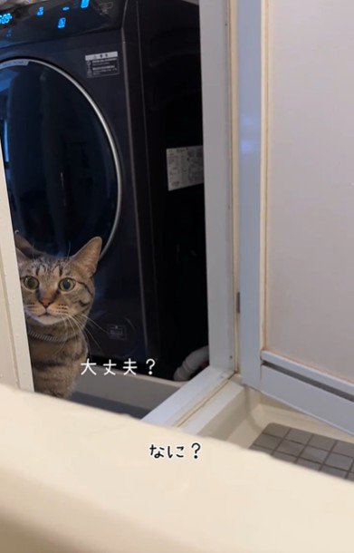 お風呂場を覗き込んでいる猫