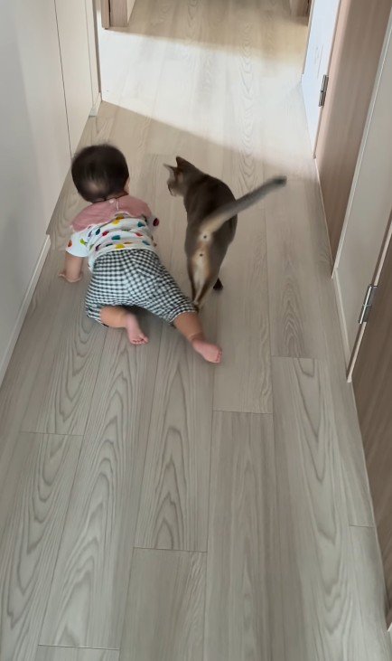 猫とハイハイする赤ちゃん