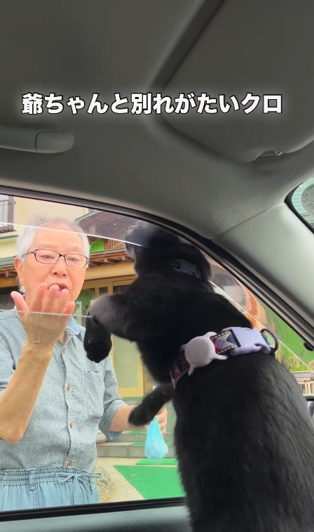 車から身を乗り出す猫と見送るおじいちゃん