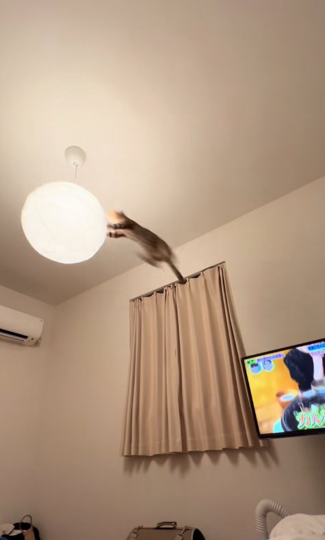 ライトに飛びつく猫