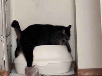 トイレトレイに手をこすりつける猫