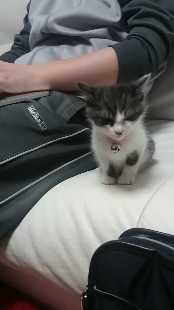 座っている子猫