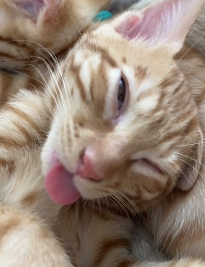 舌を出しながら寝る猫