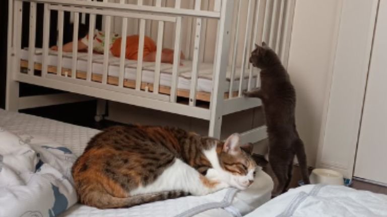 寝ている赤ちゃんと猫たち