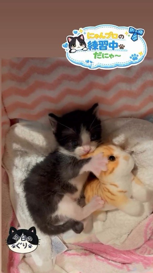 ぬいぐるみにじゃれる子猫