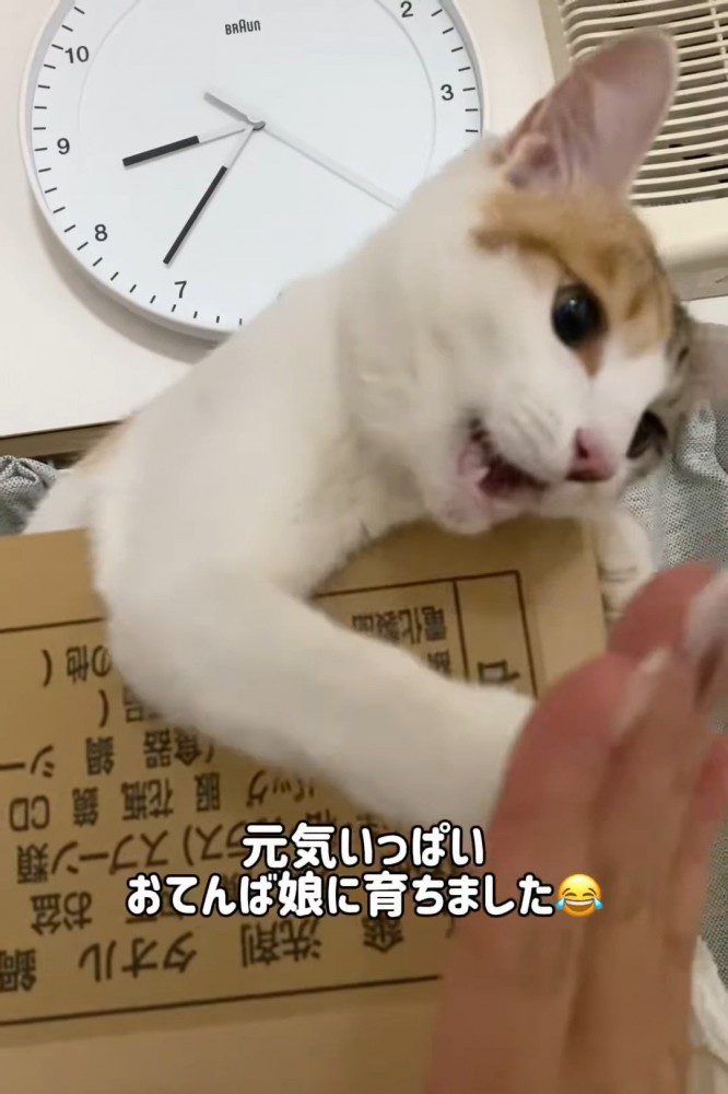 人の手にタッチする子猫