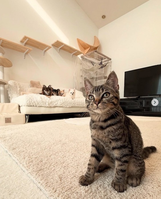 4匹の犬と1匹の子猫