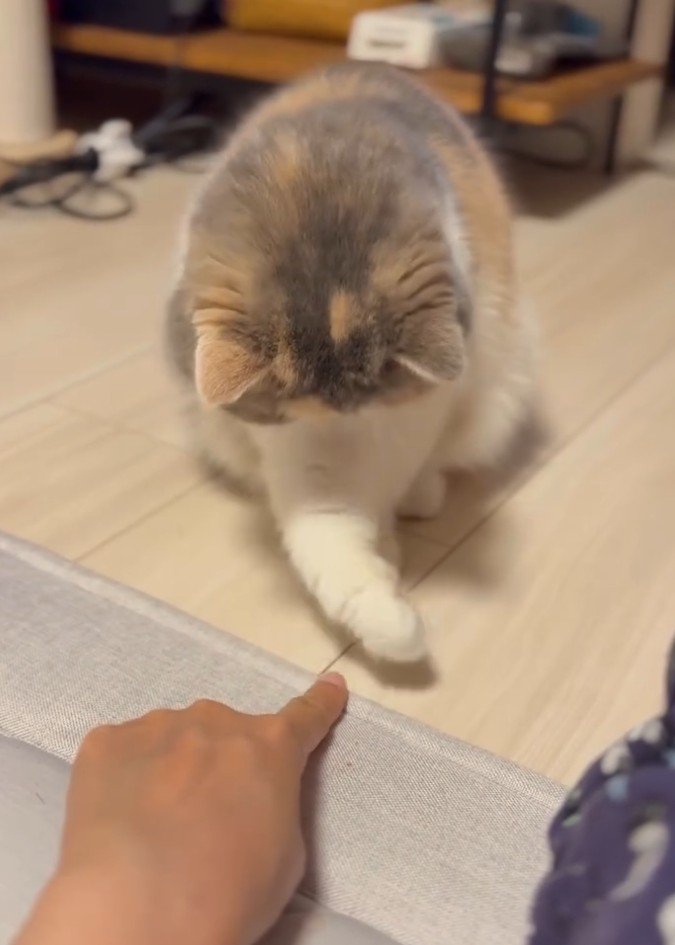 猫パンチが届かない猫2