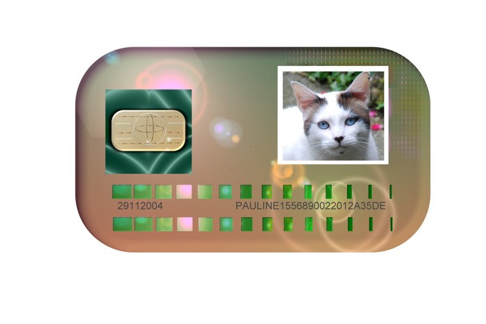 猫のマイナンバー