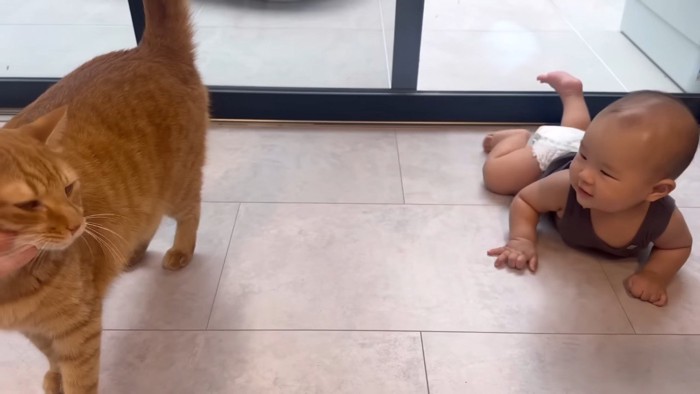 撫でてもらうとらまるくん