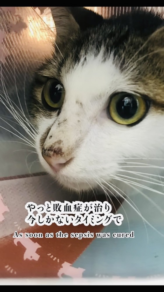 キジ白猫の顔のアップ