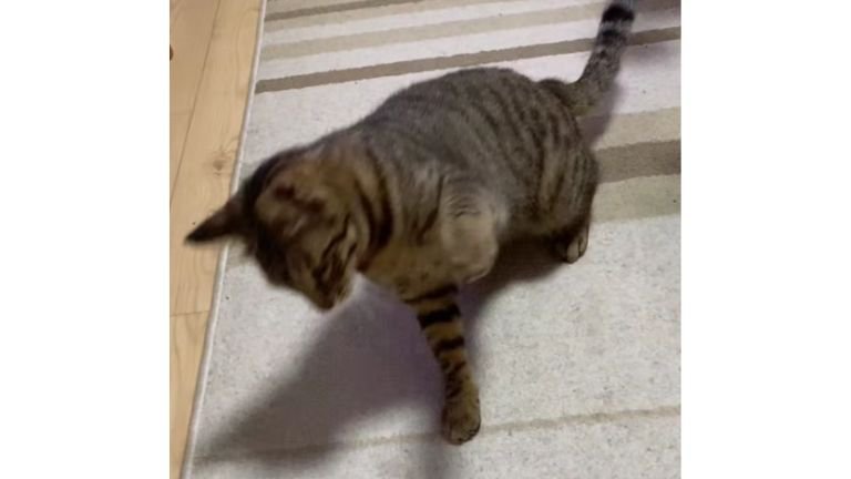 猫パンチしている猫