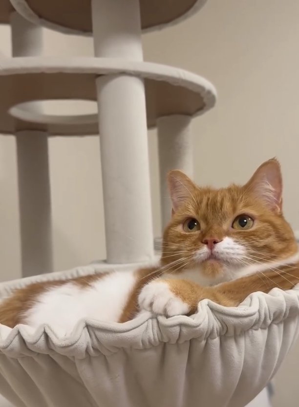 布製のキャットボウルでくつろぐ猫