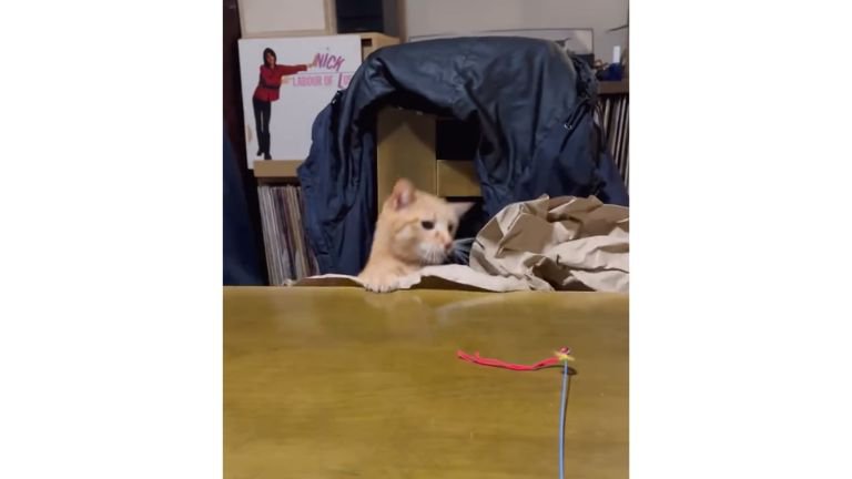 テーブルにいる猫