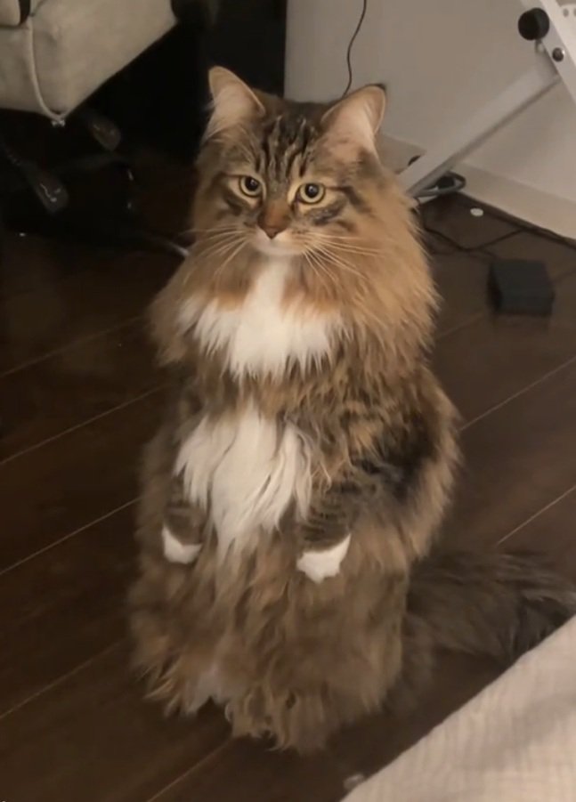 貴婦人みたいな猫