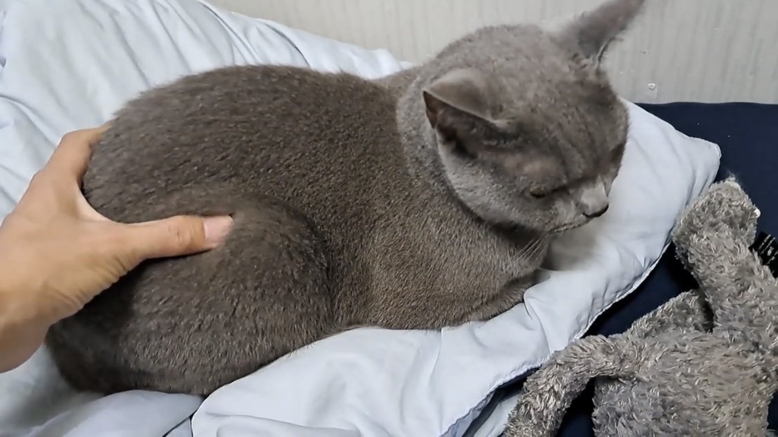 お尻を揉まれる猫