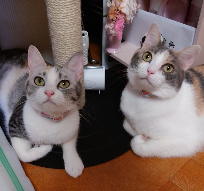 ちび三毛のルルちゃん