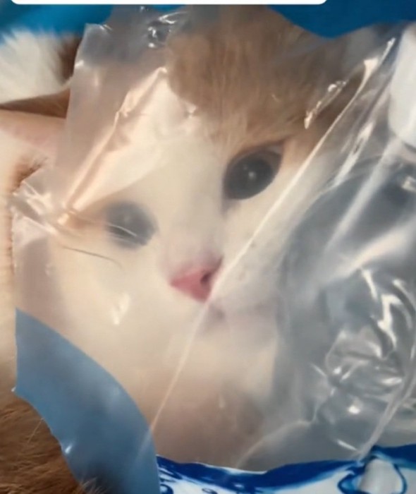 つぶらな瞳の猫