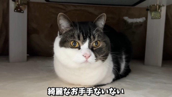 香箱座りするうま次郎くん