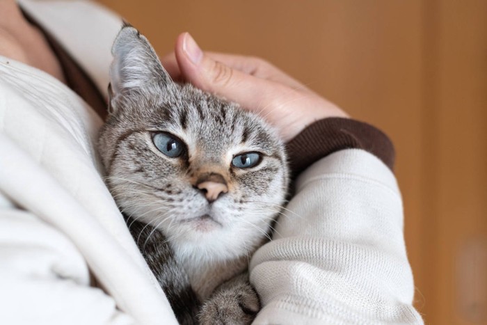 飼い主に抱きしめられている猫