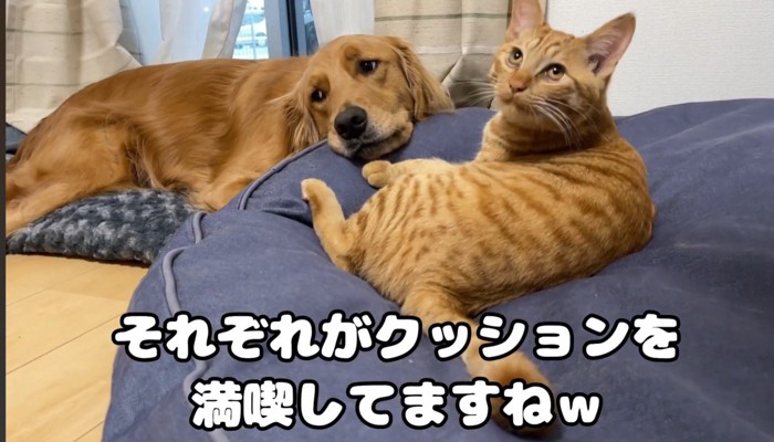 クッションの上の猫と犬