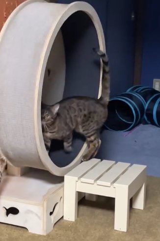 キャットホイールの中に上半身だけ入れている猫(尻尾内側)