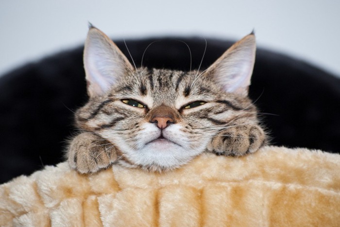 いじけた顔の猫