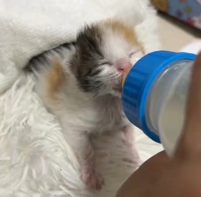 哺乳瓶のミルクを飲む子猫