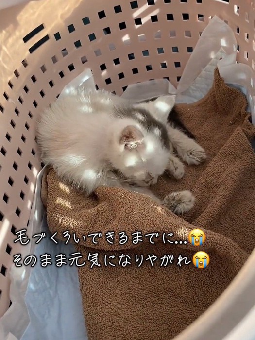 毛づくろいする子猫