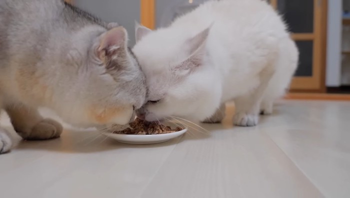 ラテくんとレオくん